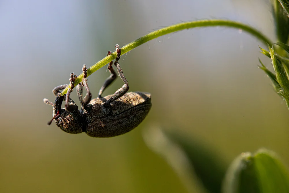 Kratzdistel-Rüssler