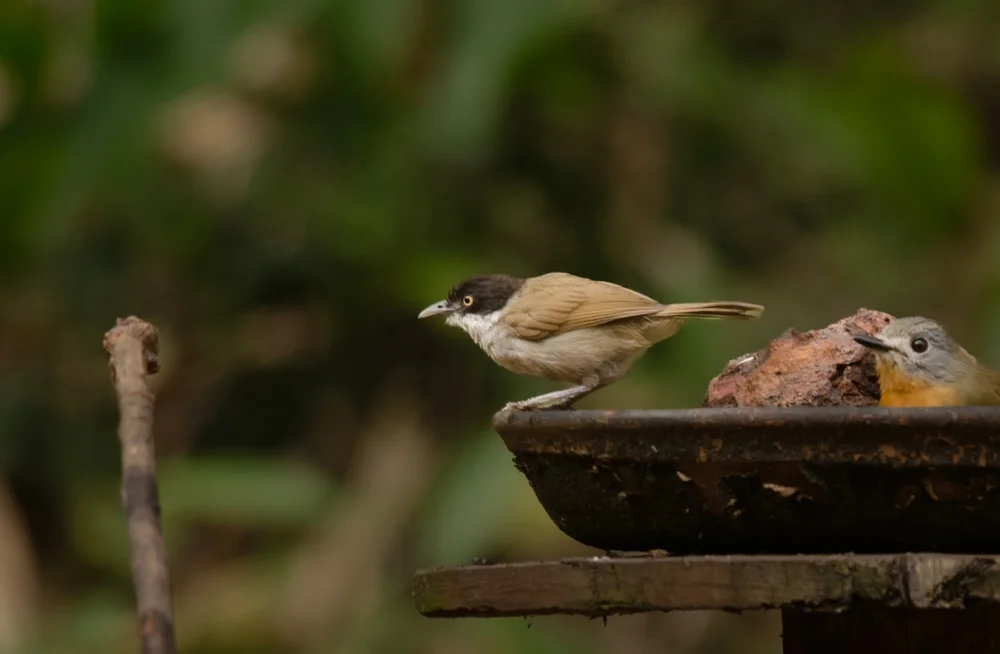 Kreta-Grasmücke (Sylvia dohrni)