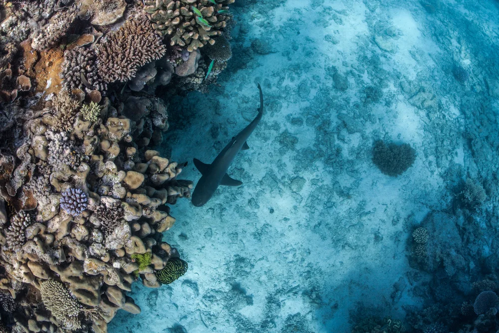 Krokodilhaifisch (Pseudocarcharias kamoharai)