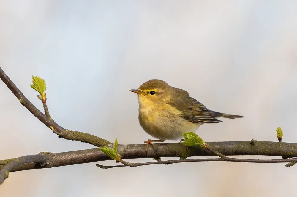 Krone-Blattspäher (Phylloscartes kronei)