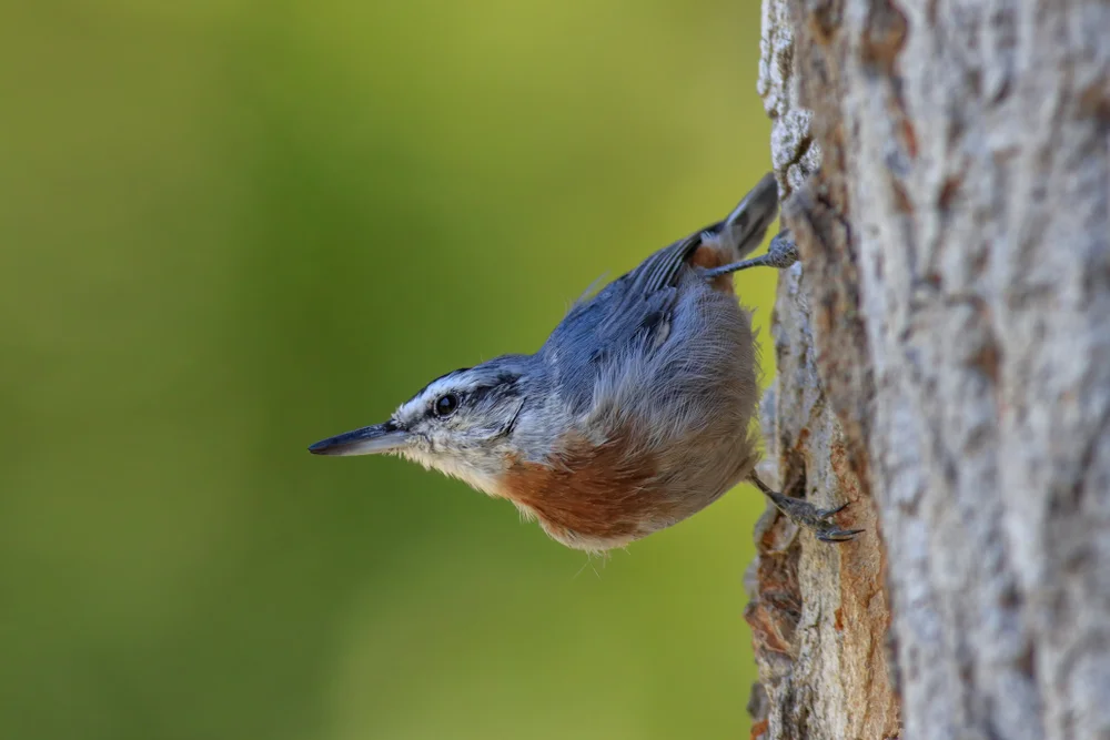 Kruepers Kleiber (Sitta krueperi)