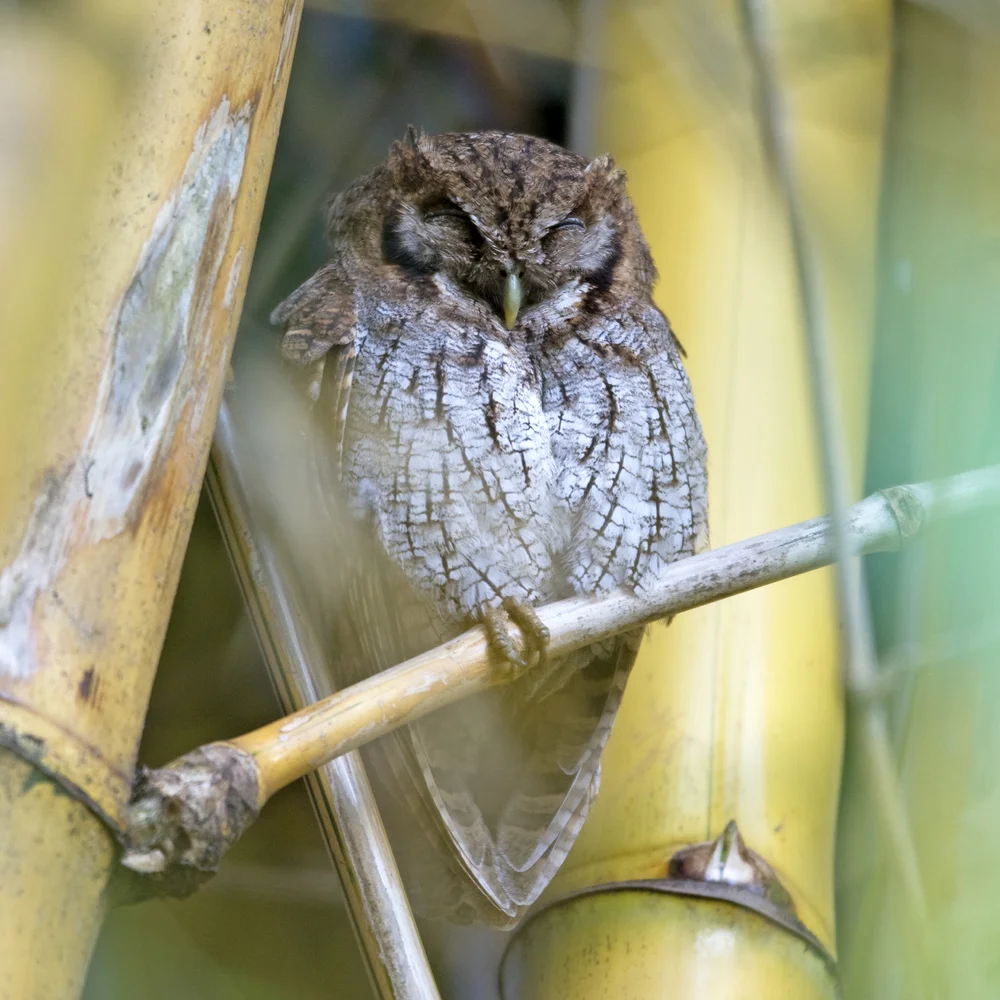 Kuba-Kreischeule (Megascops vermiculatus)