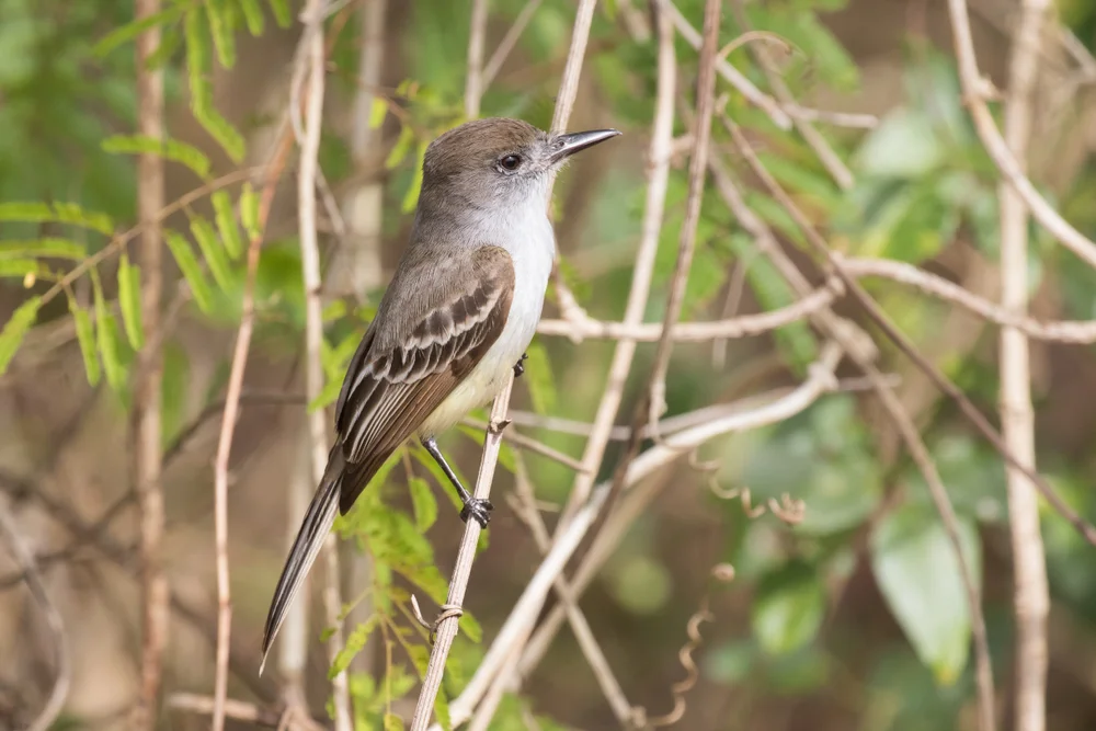 Kuba-Tyranne (Myiarchus sagrae)