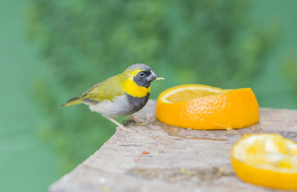 Kubagrasammer (Tiaris canorus)