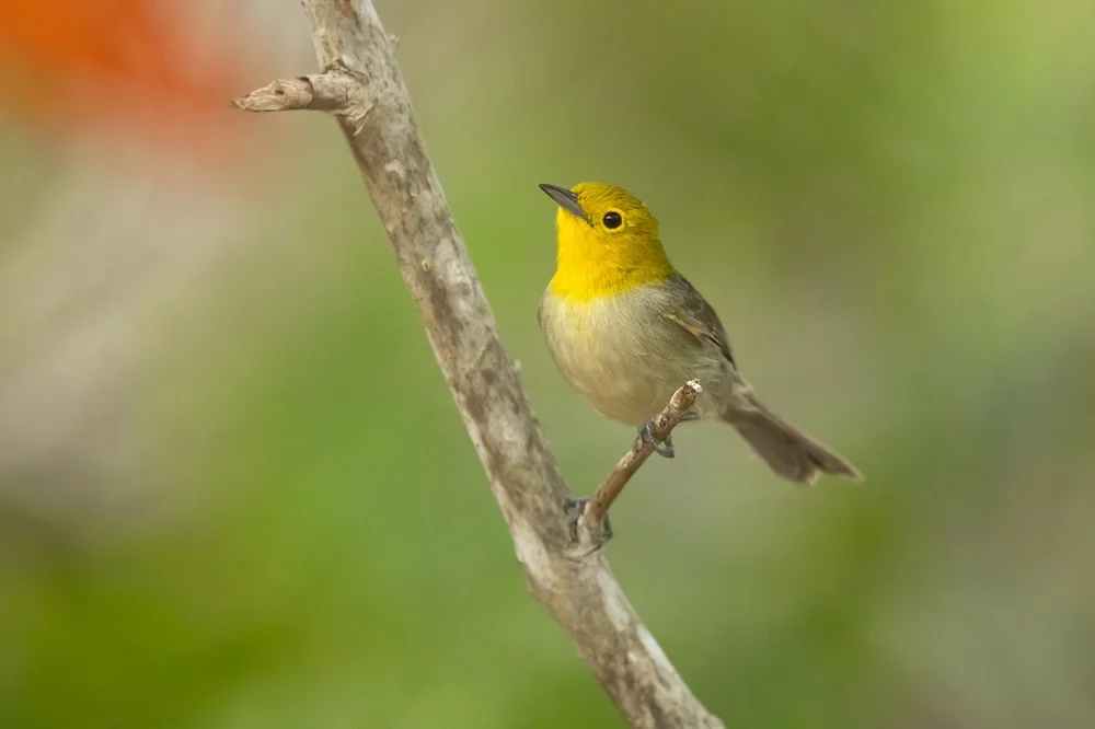Kubarothbrust-Zaunkönig (Teretistris fernandinae)