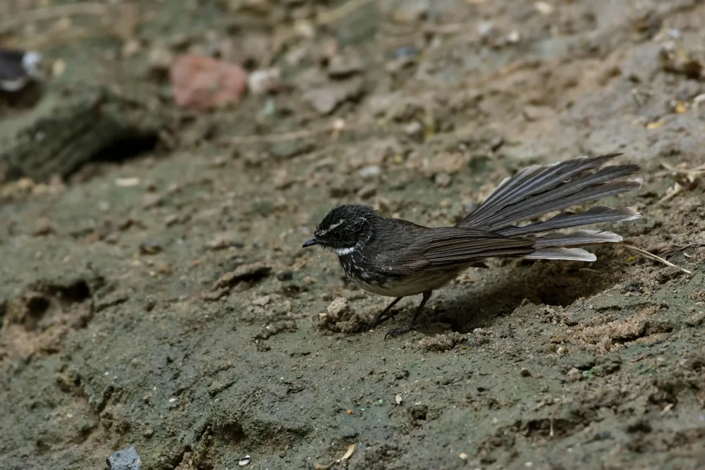 Kubary-Fächerschwanz (Rhipidura kubaryi)