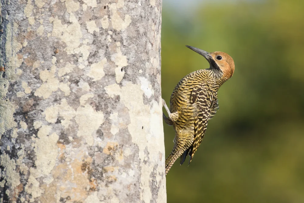 Kubaspecht (Colaptes fernandinae)