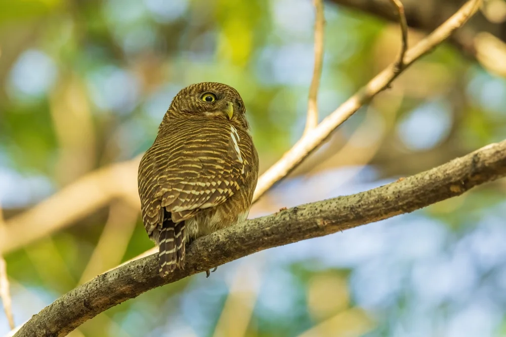 Kuckucks-Zwergkauz (Glaucidium cuculoides)
