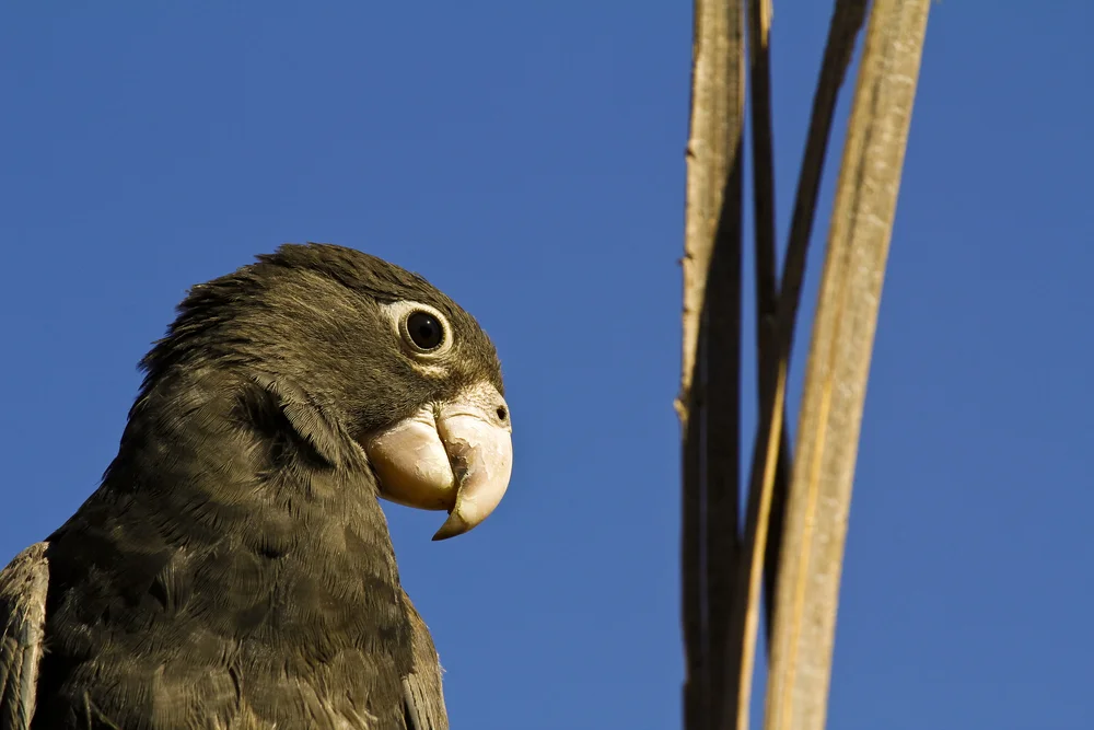 Kuckuckskauz (Coracopsis nigra)