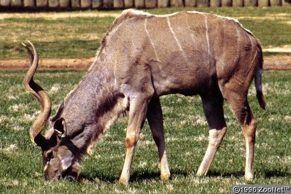 Kudu