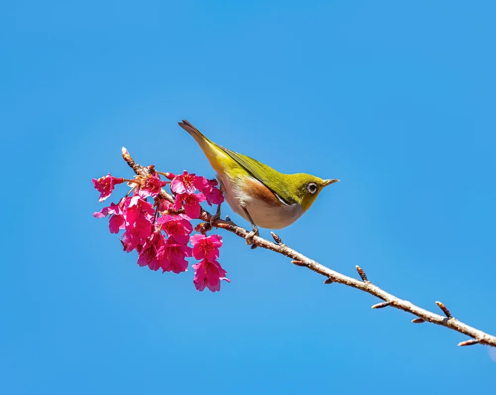 Kühns Brillenvogel (Zosterops kuehni)