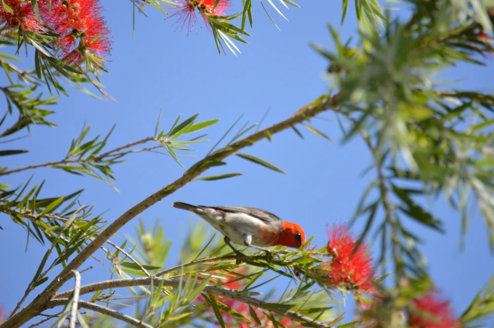 Kuehns Honigfresser (Myzomela kuehni)
