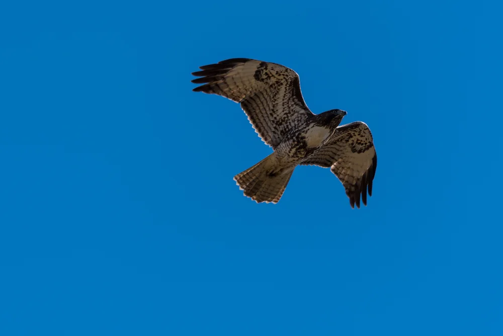 Kürzschwanzbussard (Buteo brachyurus)