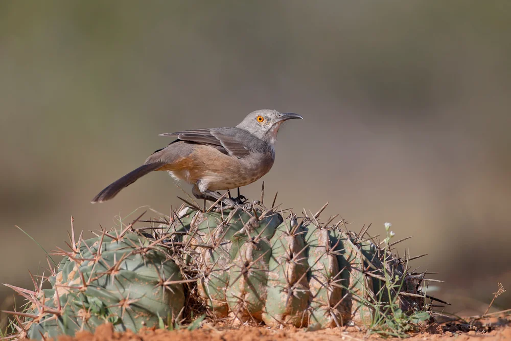 Küsten-Andenläufer (upucerthia validirostris)