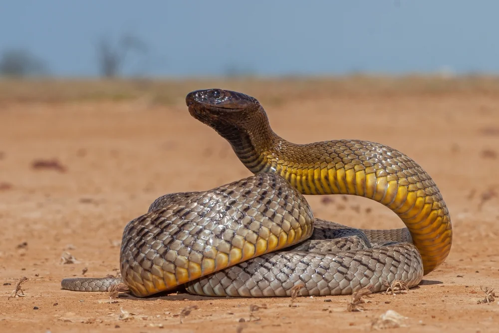 Küsten-Taipan (Oxyuranus scutellatus)