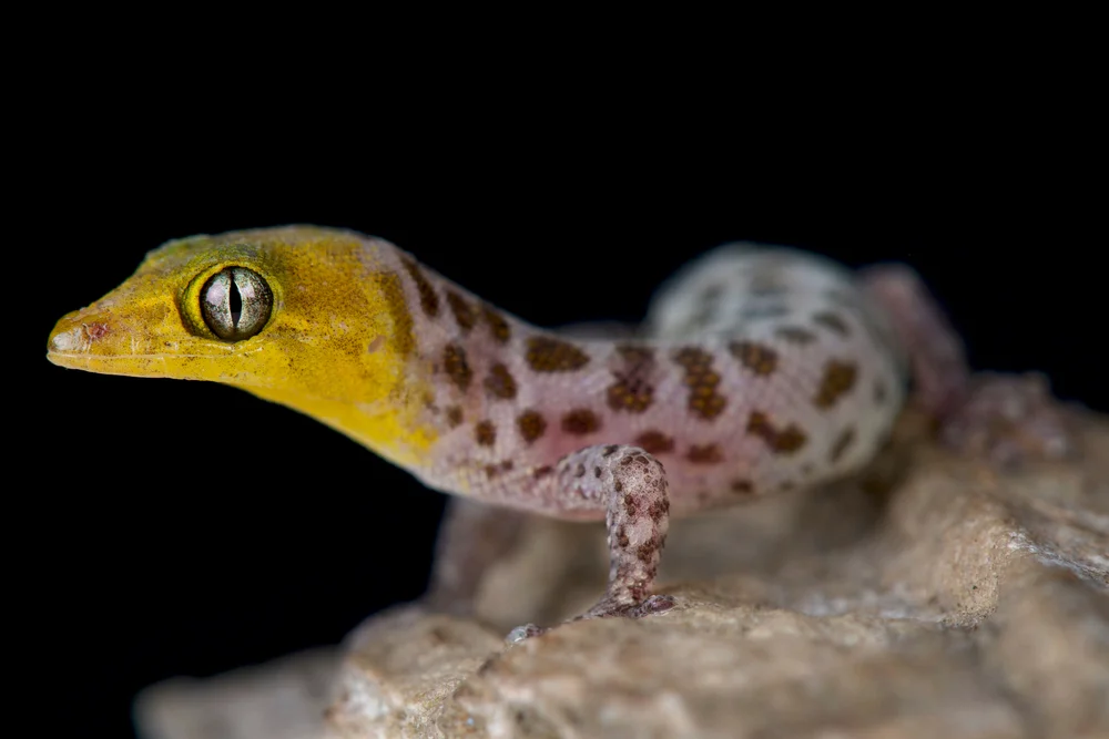 Kugelfingergeckos
