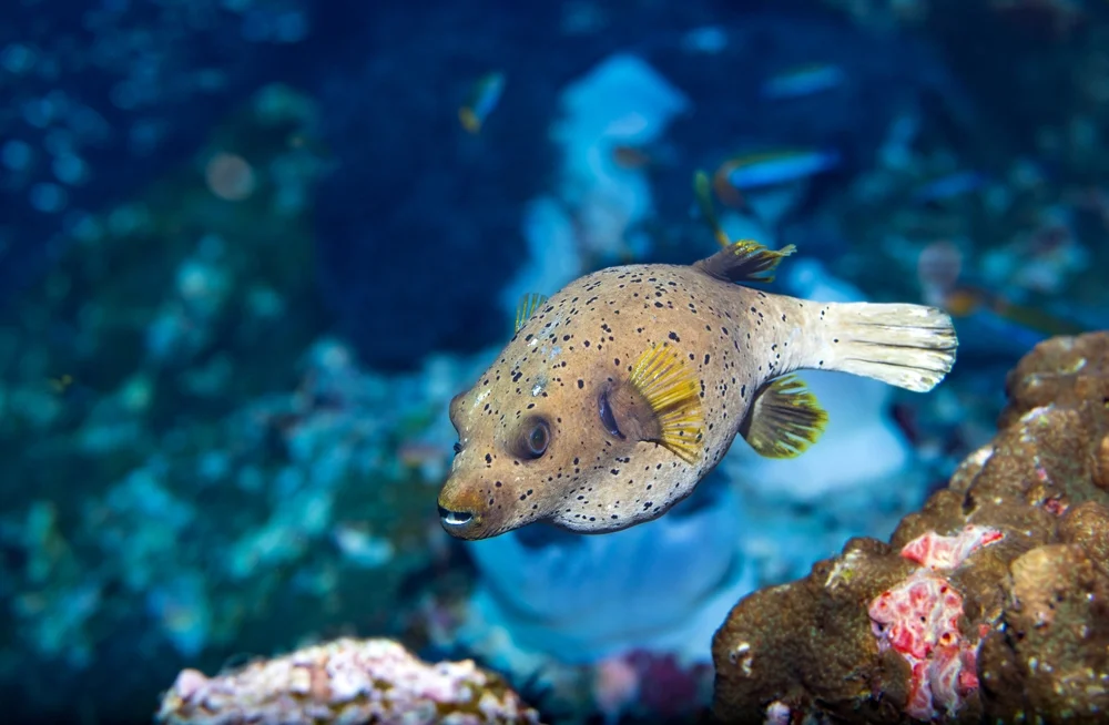 Kugelfische (Tetraodontidae)