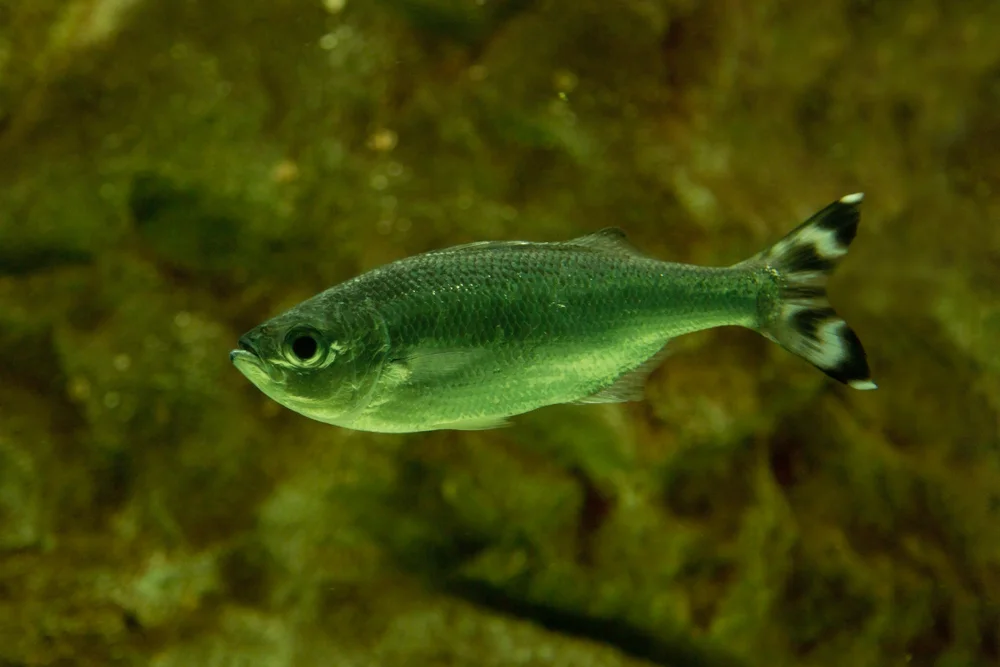 Kuhliabarsche (Kuhliidae)