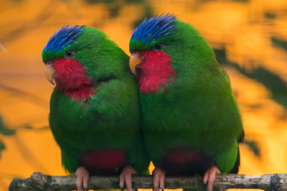 Kuhls Lori (Vini australis)