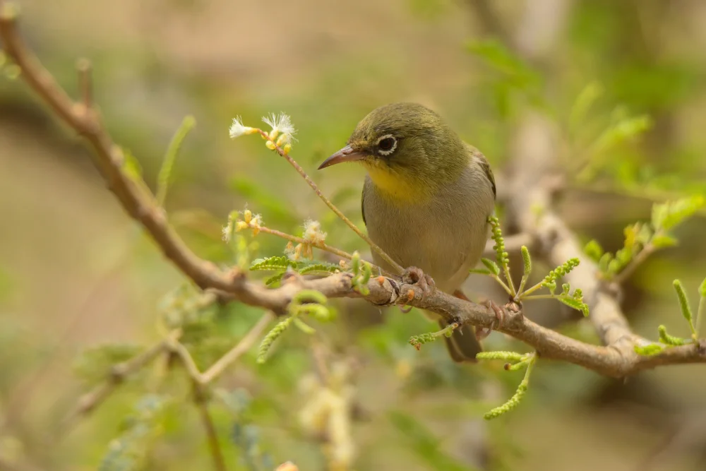 Kulambangra-Brillenvogel (Kulambangra-Brillenvogel)
