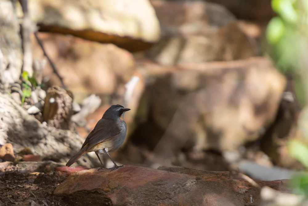 Kupfer-Bartvogel (Batis pririt)