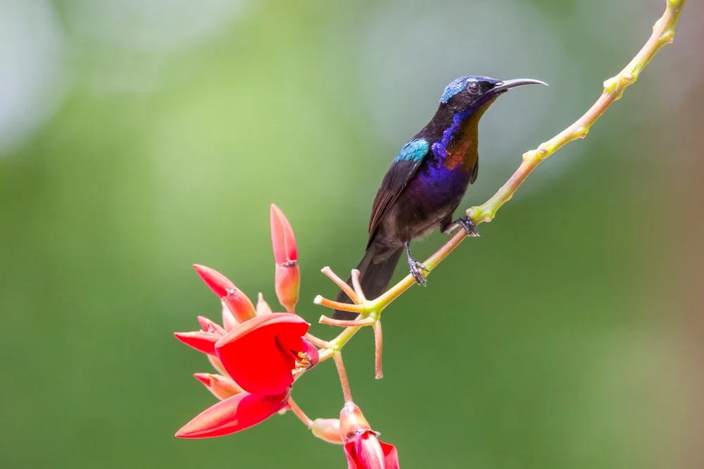 Kupferbrust-Honigsauger (Leptocoma calcostetha)