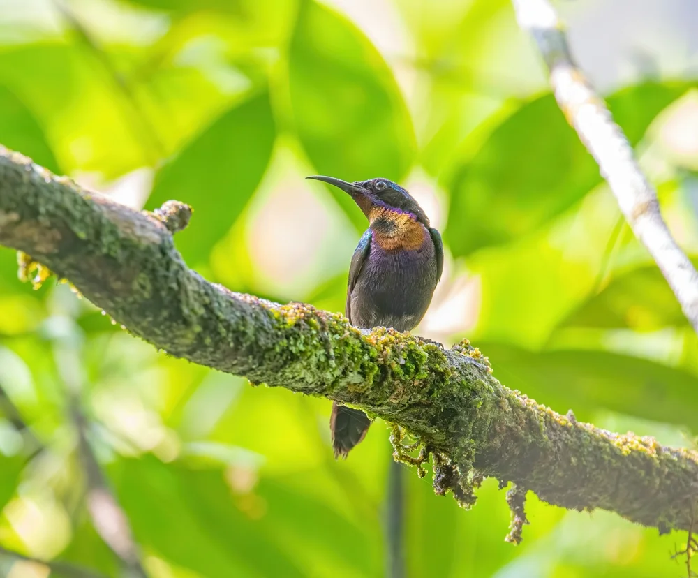 Kupferglanz-Nektarvogel (Cinnyris cupreus)