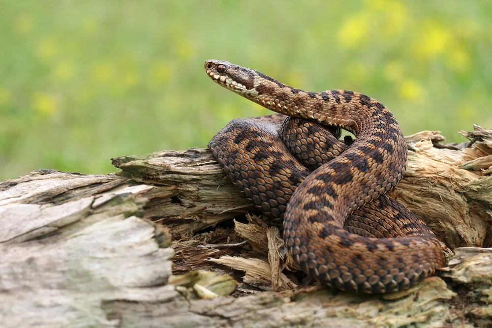 Kurzflügel-Waldsänger (Vipera berus)