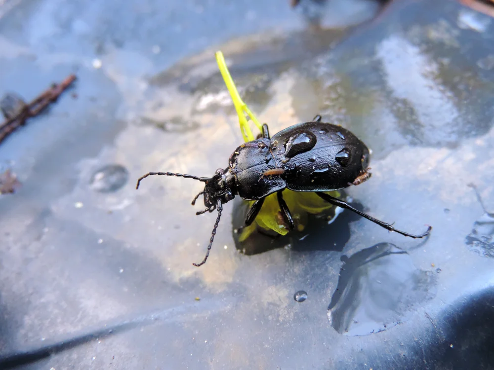 Kurzgewölbter laufkäfer