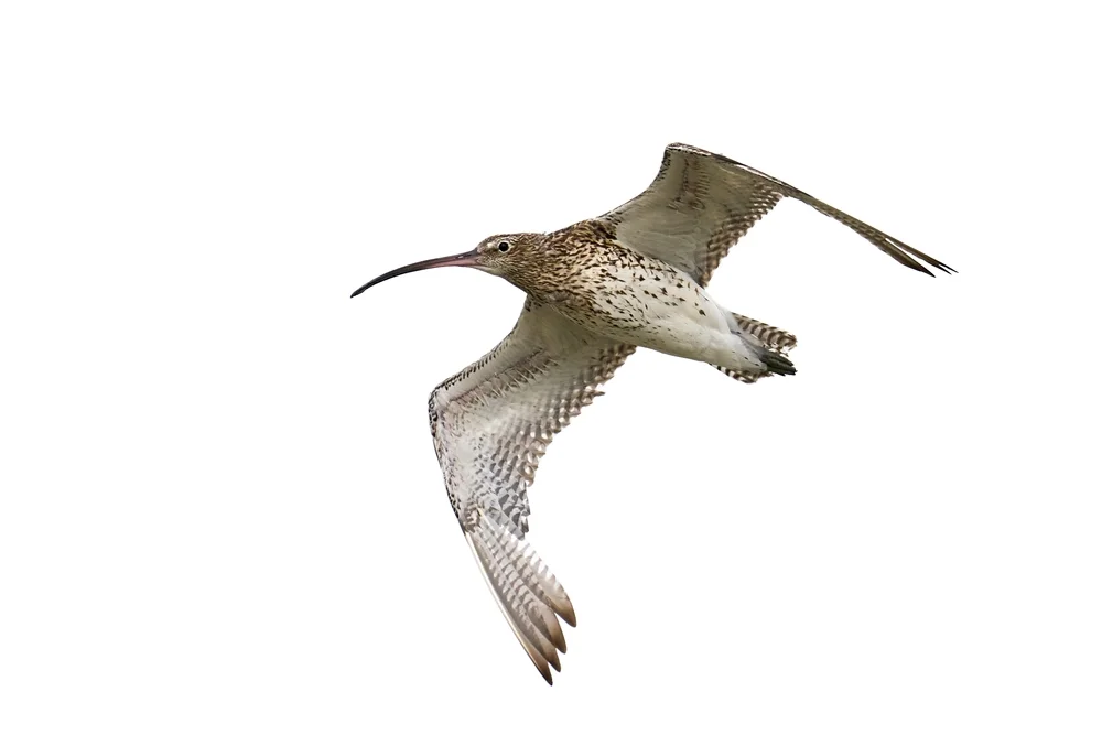 Kurzschnabel-Brachvogel (Numenius borealis)