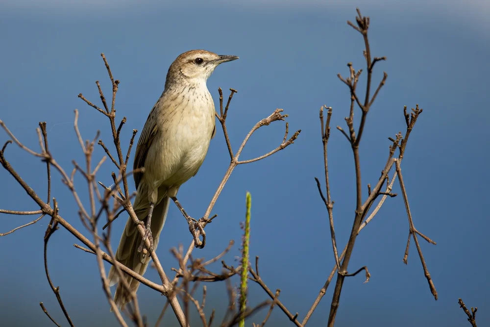 Kurzschnabel-Schilfsänger (Schoenicola platyurus)