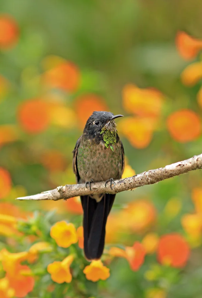 Kurzschnabel-Schmuckkolibri (Ramphomicron microrhynchum)