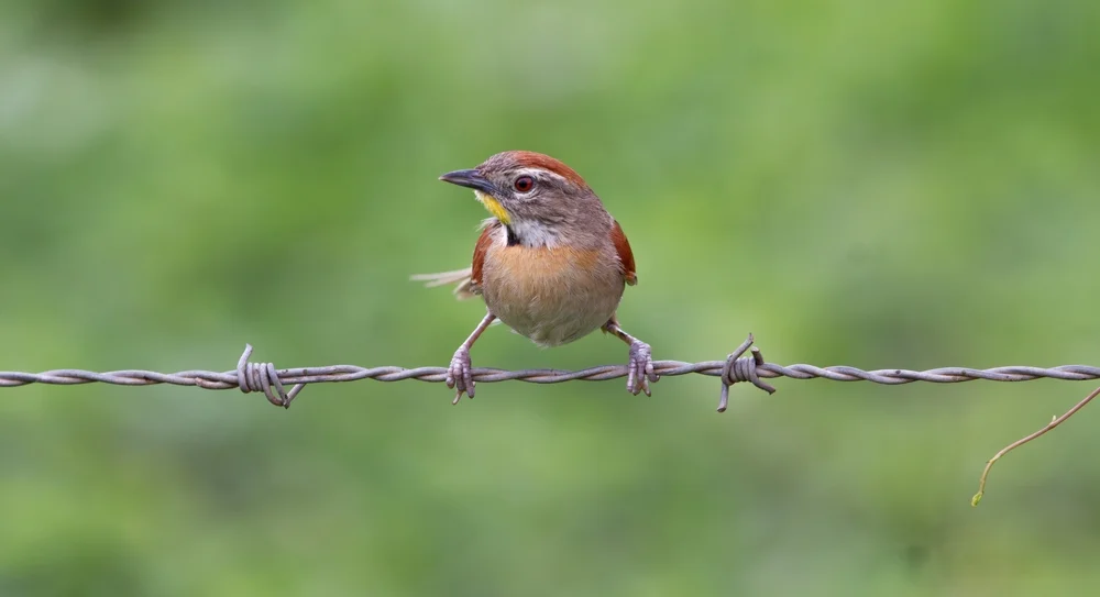 Kurzschwanz-Buschhäher (Cranioleuca curtata)
