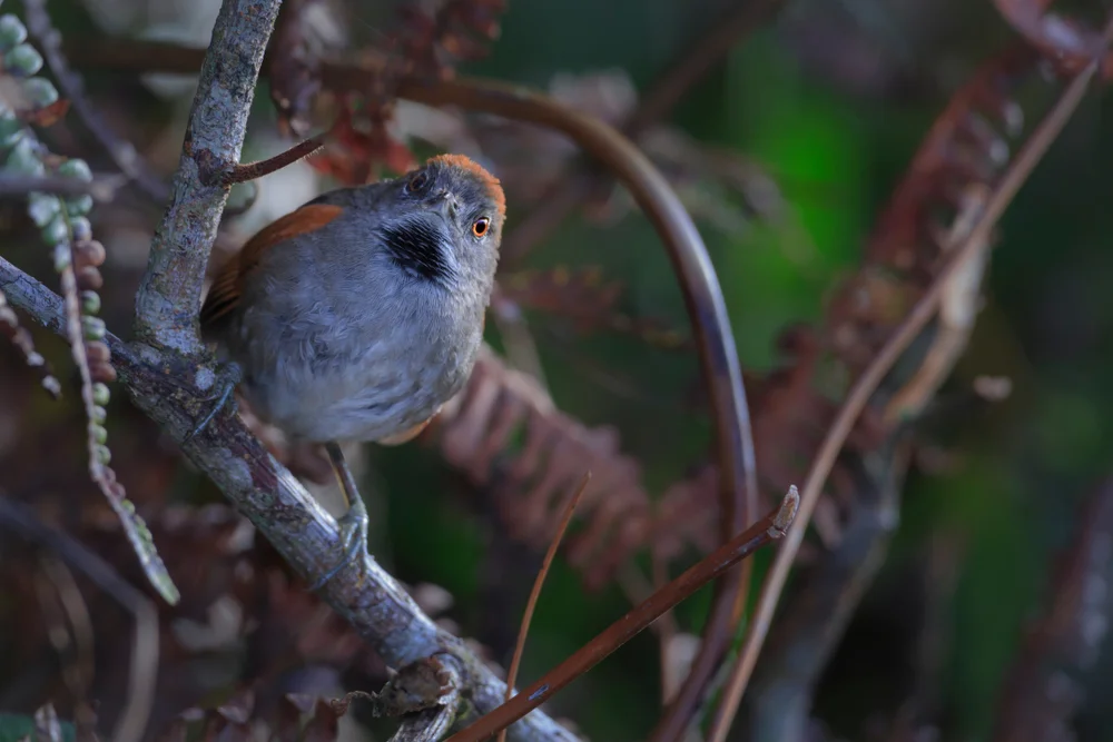 Kurzschwanz-Dornensteiger (Synallexis brachyura)
