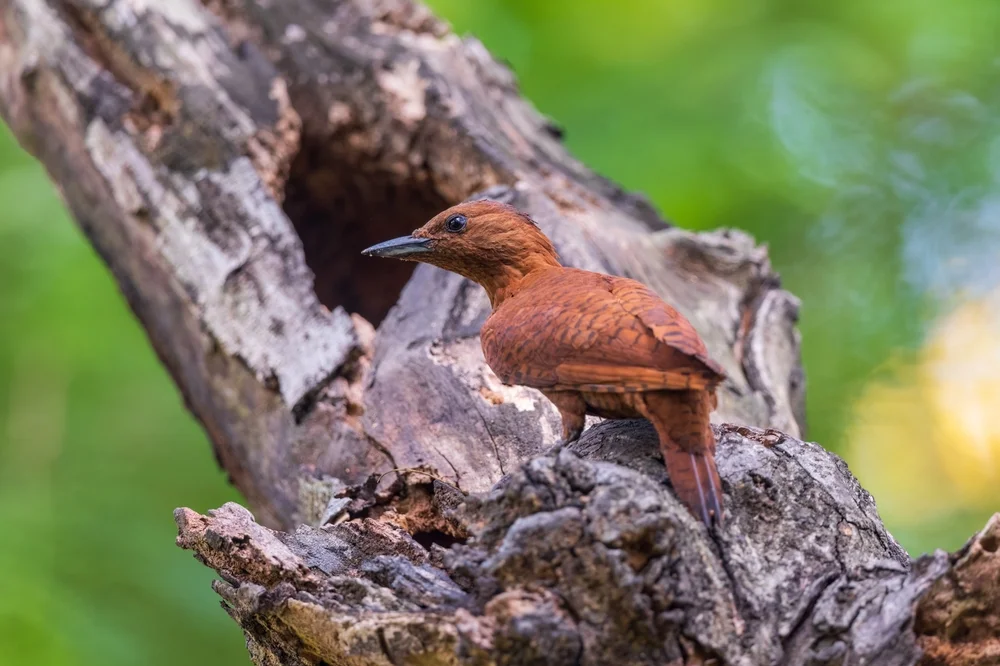 Kurzschwanz-Nachtschwalbe (Micropternus brachyurus)