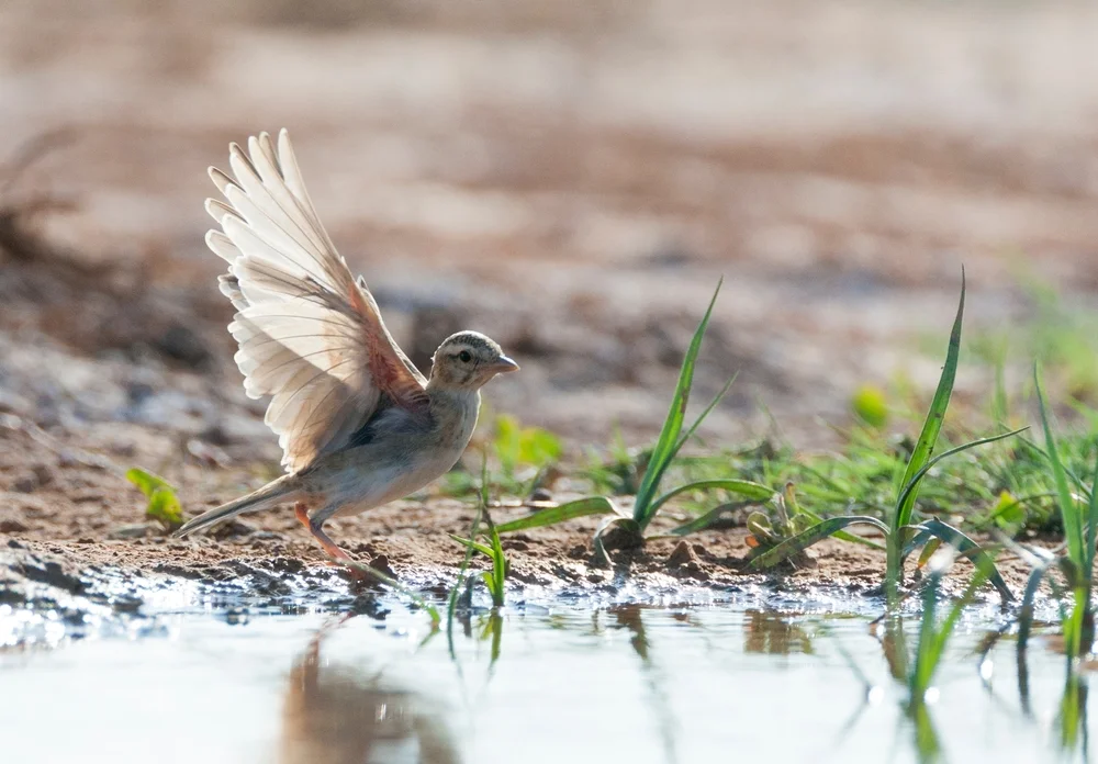 Kurzzeh-Lerche (Calandrella brachydactyla)