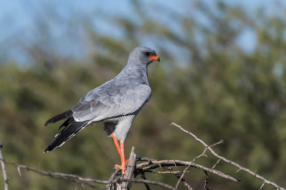 Kurzzehenadler (Melierax metabates)