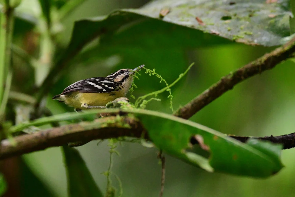 Kuzschwanz-Zwergameisenschlüpfer (Myrmotherula brachyura)