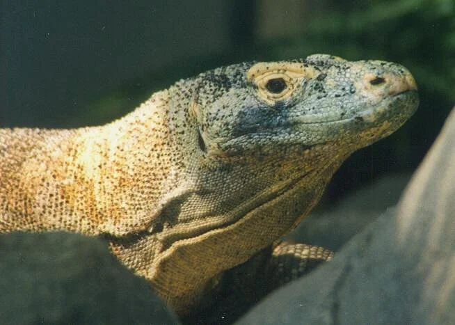 Komodowaran