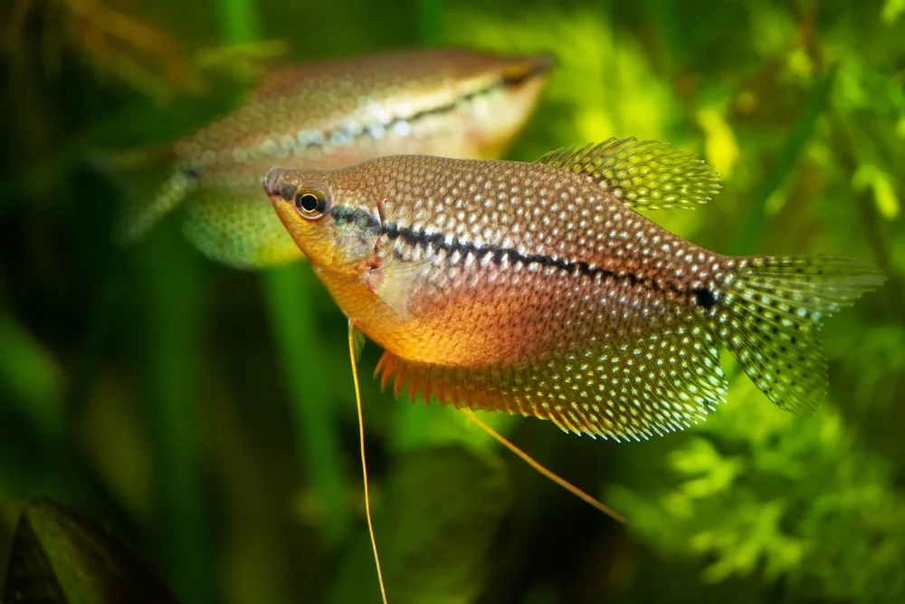 labyrinthfisch (Anabantoidei)