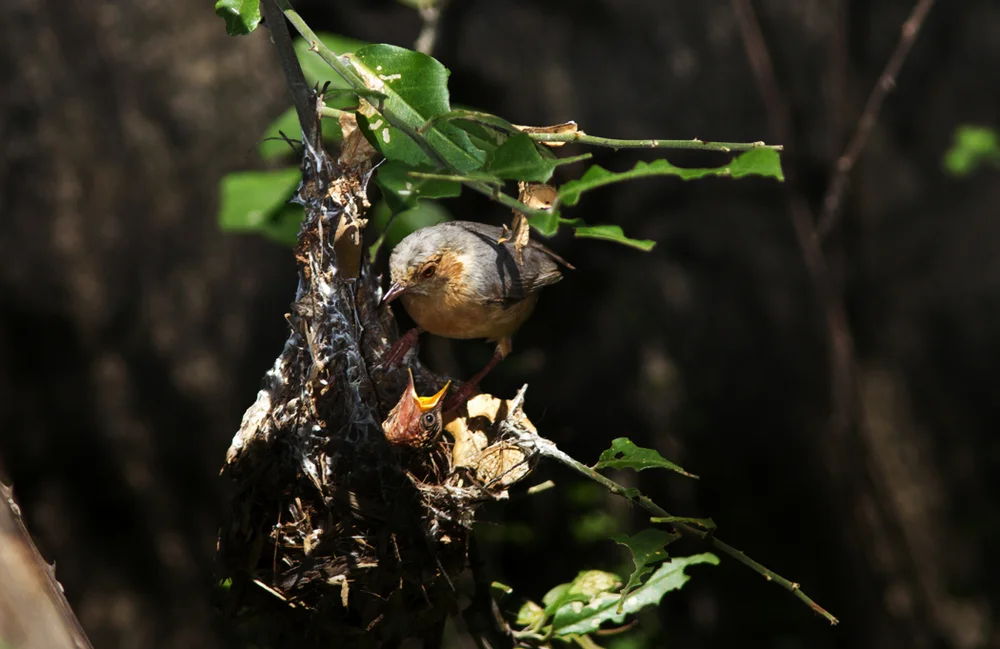 Lachlaubsänger (Phylloscopus laetus)