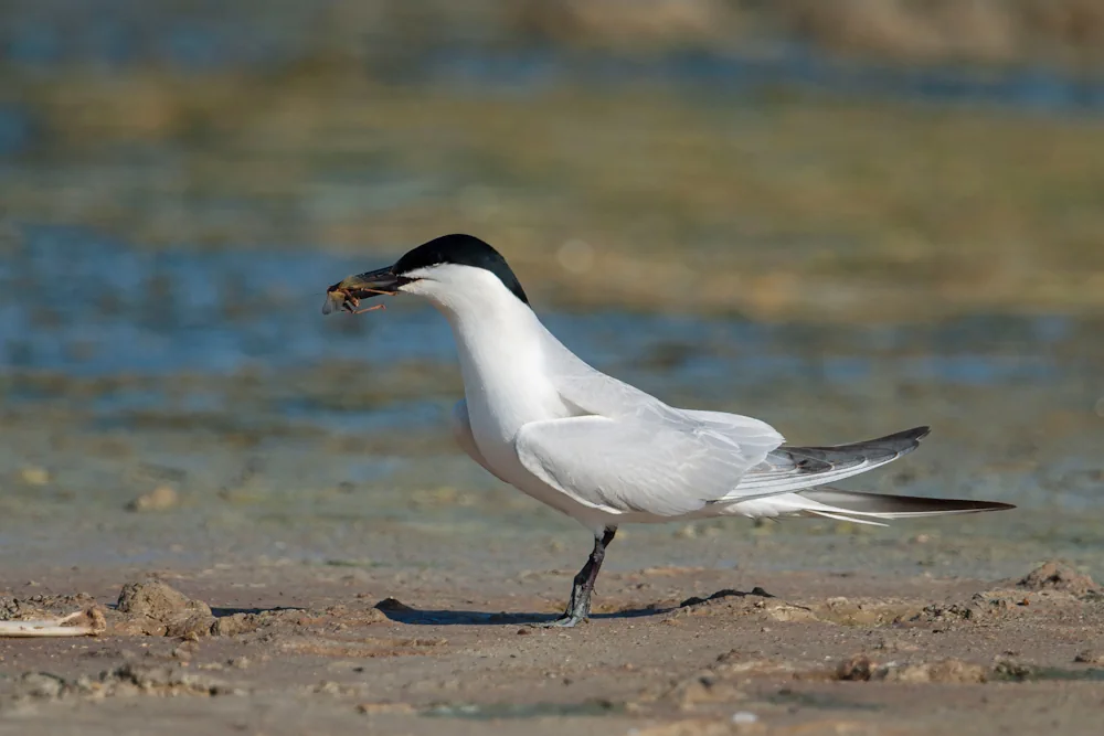 Lachseeschwalbe (Gelochelidon nilotica)