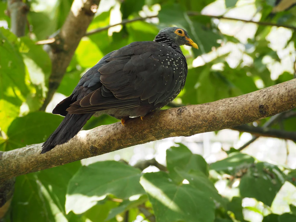 Lachtaube (Columba arquatrix)