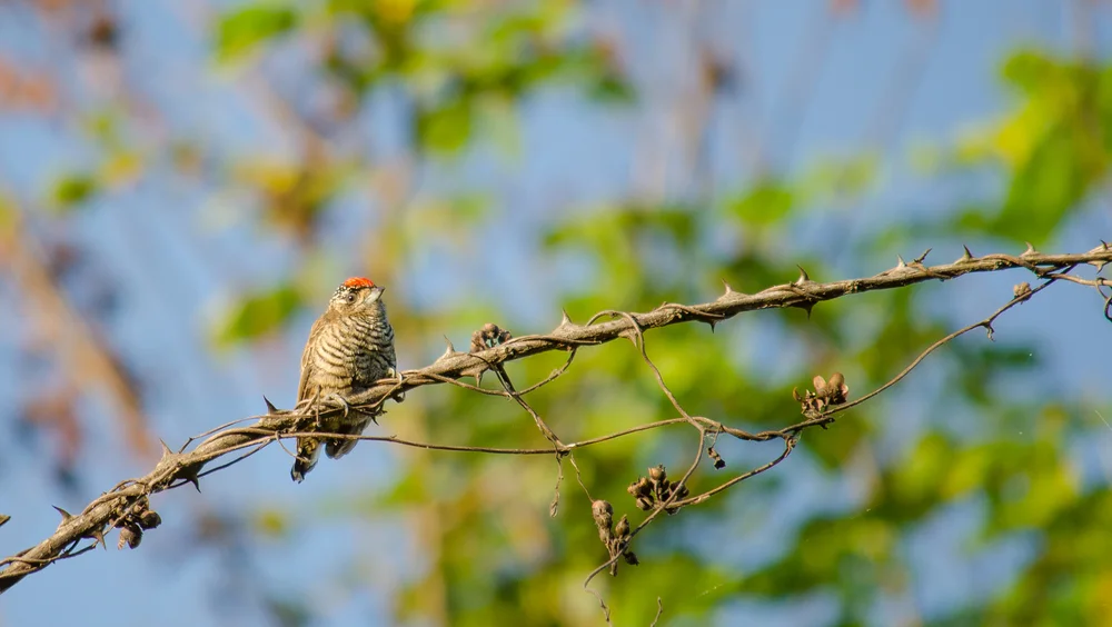 Lafresnayes Zwergspecht (Picumnus lafresnayi)