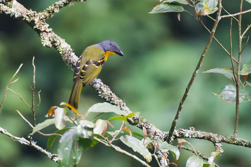Lagdens Würgerdrossling (Malaconotus lagdeni)
