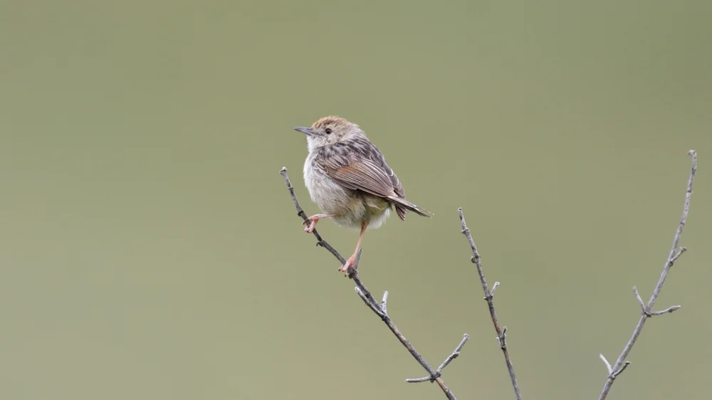 Lais-Cistensänger (Cisticola lais)