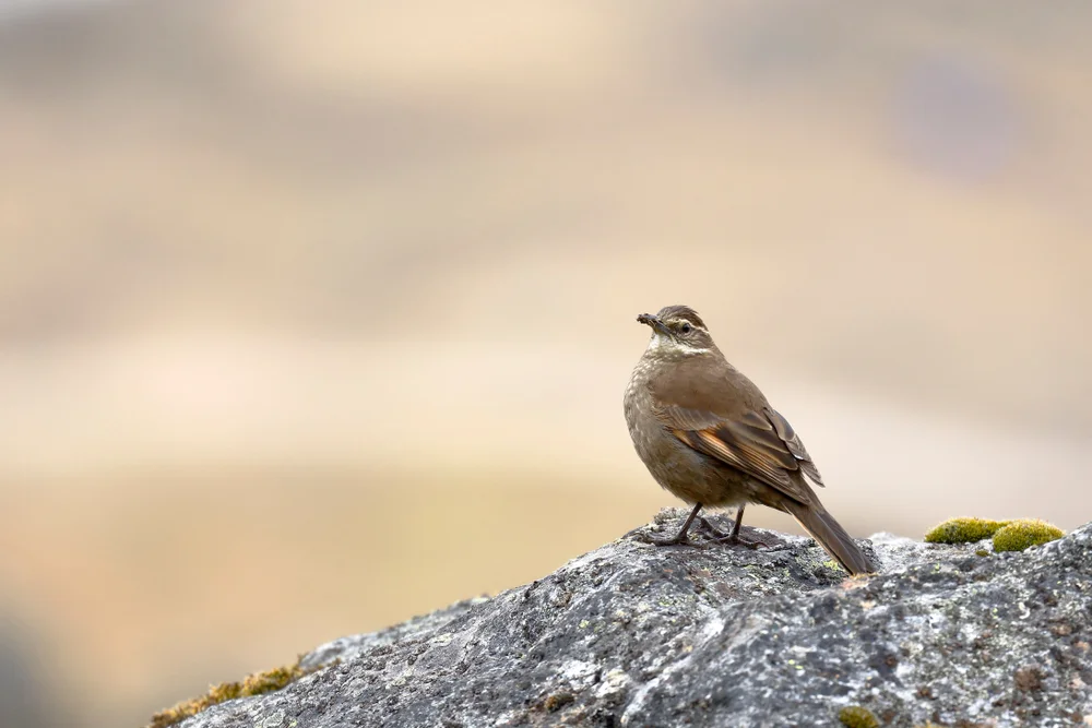 Lama-Uferwipper (Cinclodes aricomae)