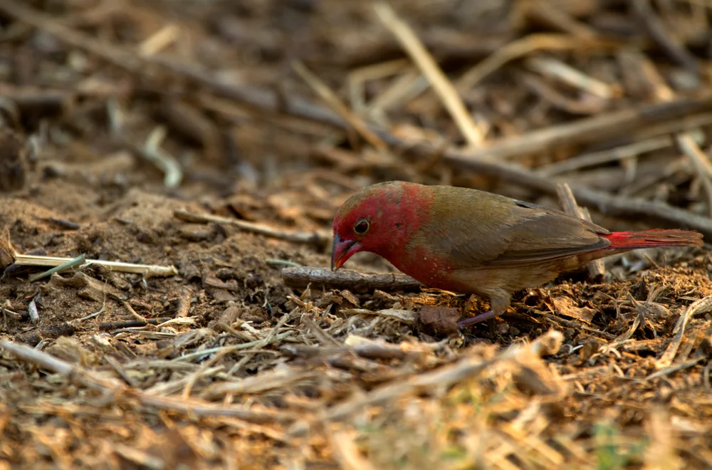 Landana-Amarant (Lagonosticta landanae)
