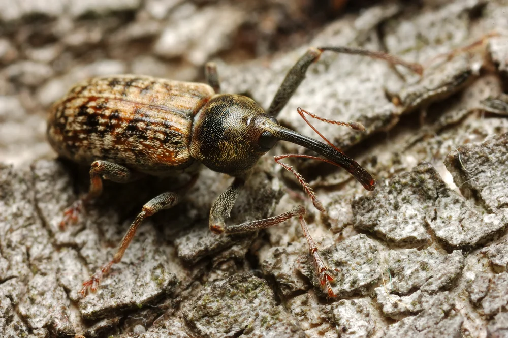 Langarmiger Spießrüssler (Dorytomus longimanus)