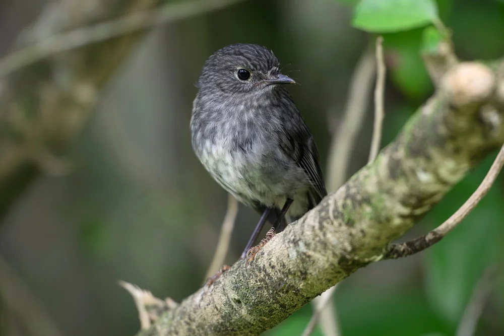 Langbein-Schnäpper (Petroica longipes)